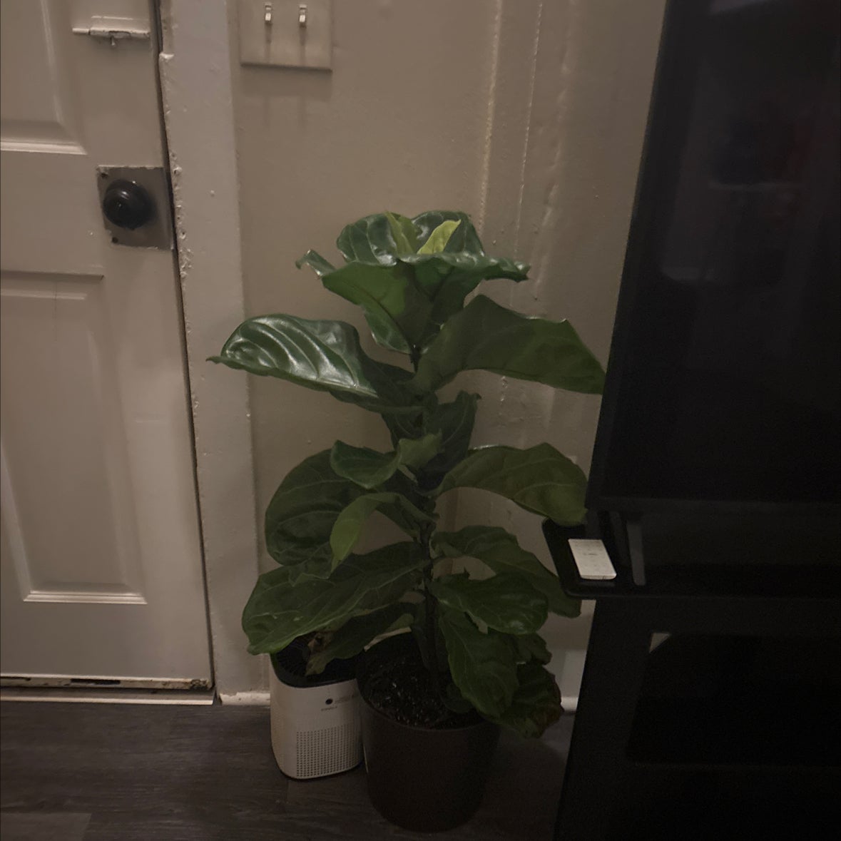 Georgiaetta (Georgia Ann) {Big Mama}