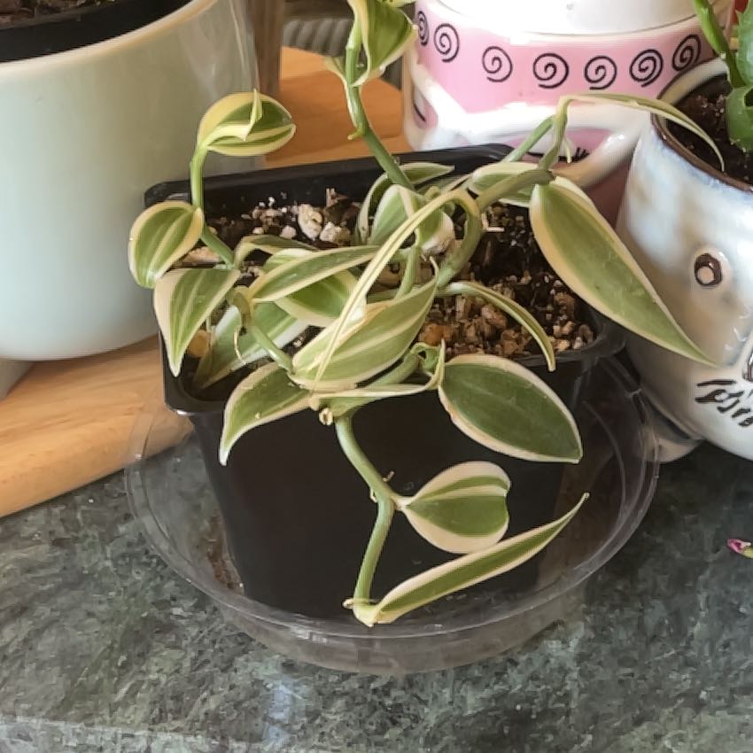 Photo of the plant species varigated Vanilla Orchid by @SaviorKawaka65 named Hemingway on Greg, the plant care app