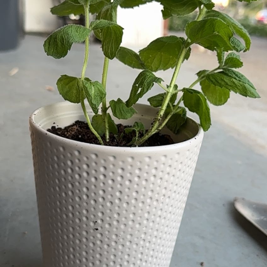 Photo of the plant species Mojito Mint by @WiredRossavens named Coco on Greg, the plant care app