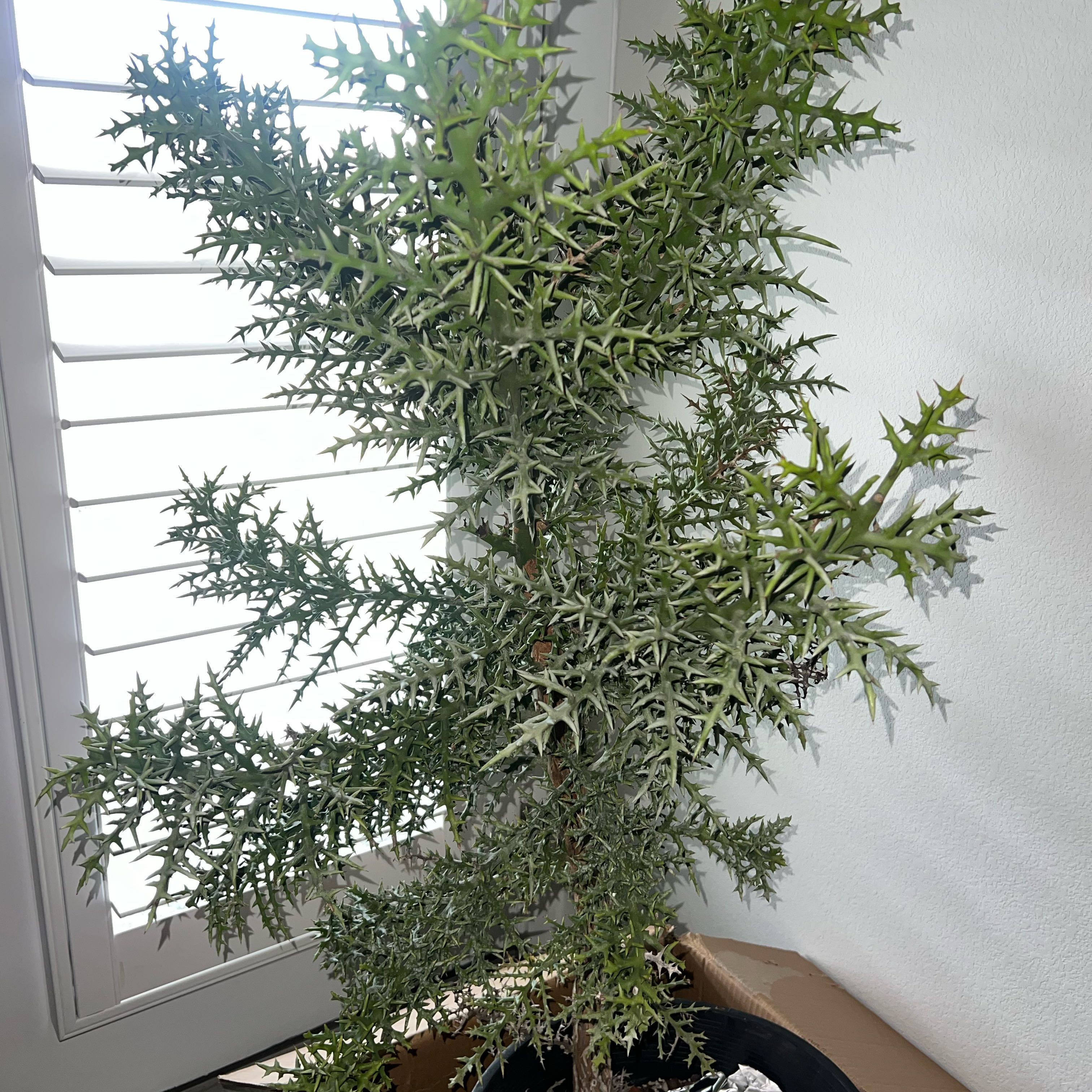 Photo of the plant species Euphorbia stenoclada subsp. stenoclada by @FreshKonjac52 named Cactus on Greg, the plant care app
