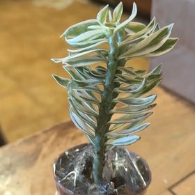 Photo of the plant species Variegated Devil's Backbone by @SoundlyVaseyoak named Muhammad Ali on Greg, the plant care app