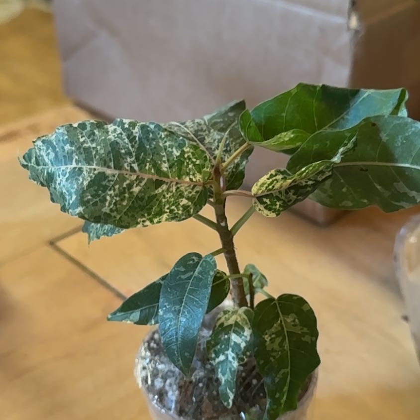 Photo of the plant species Variegated Clown Fig by @SoundlyVaseyoak named Daphne on Greg, the plant care app