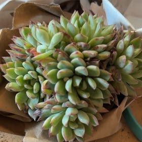 Photo of the plant species Medina Echeveria by @SoundlyVaseyoak named Maya on Greg, the plant care app