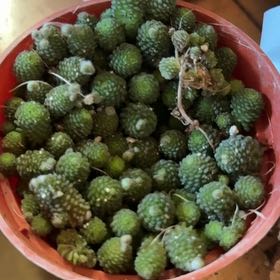 Photo of the plant species Monathes by @SoundlyVaseyoak named Pax on Greg, the plant care app