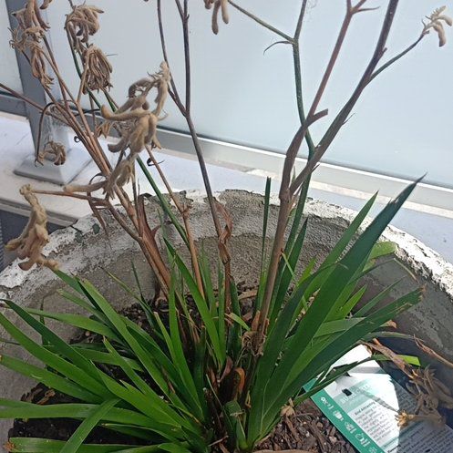 Photo of the plant species Kangaroo Paw 'Bush Pearl' by @KnightBloodroot named Kanga on Greg, the plant care app