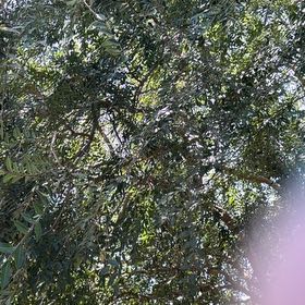 Photo of the plant species Azadirachta Indica by @LoyallyPokaka1 named BYT2 on Greg, the plant care app