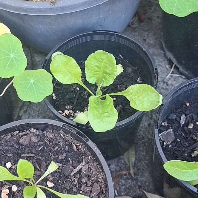 Photo of the plant species Swiss Chard by @permacultleader named Blooddrinker on Greg, the plant care app