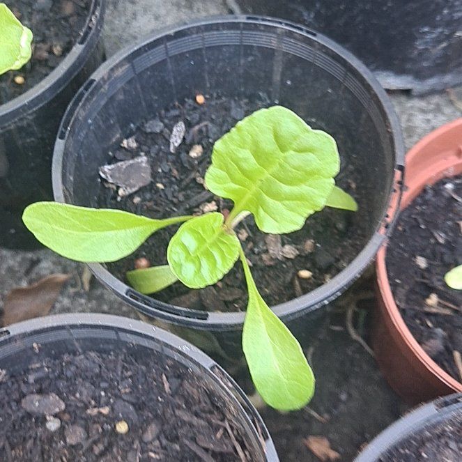 Photo of the plant species Swiss Chard by @permacultleader named Sproutacus on Greg, the plant care app