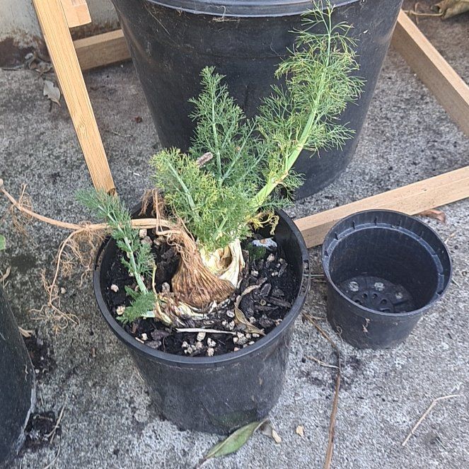 Photo of the plant species Florence Fennel by @permacultleader named Florencia on Greg, the plant care app