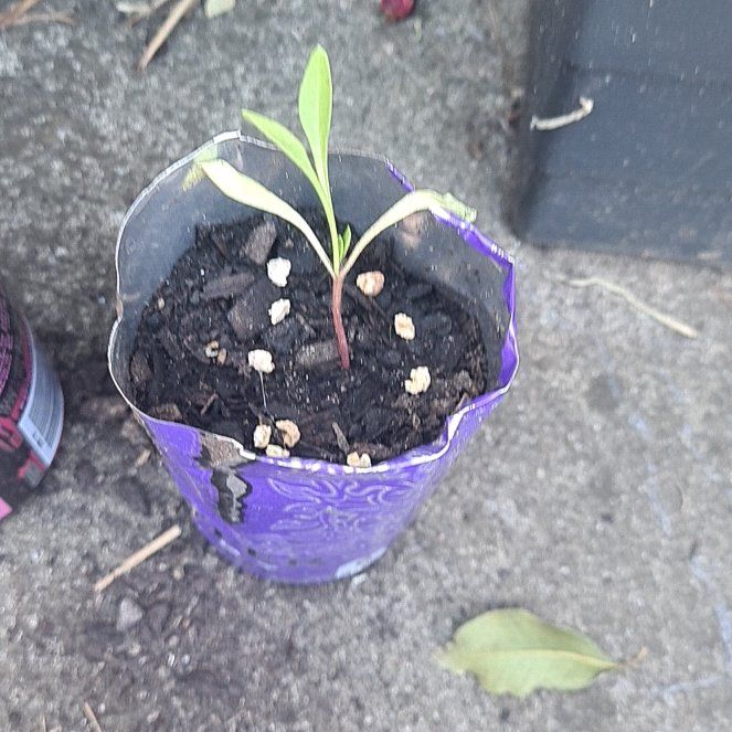 Photo of the plant species Swiss Chard by @permacultleader named Coldsteel the Hedgeheg on Greg, the plant care app