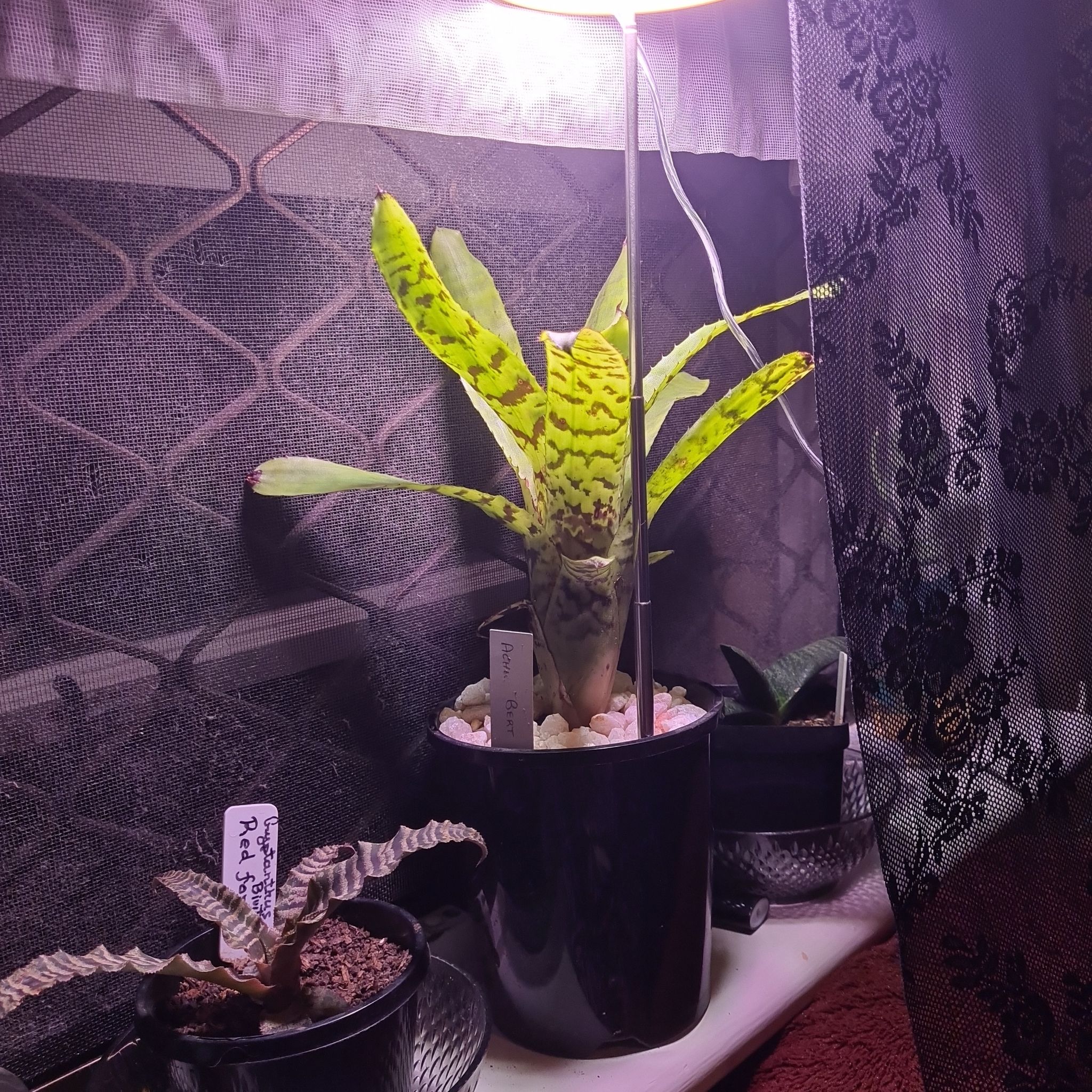 Photo of the plant species Variegated Bert by @permacultleader named Bert on Greg, the plant care app