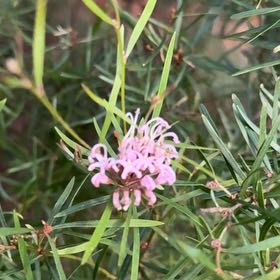 Photo of the plant species Plains Gayfeather by @DollPurei56 named Harry on Greg, the plant care app