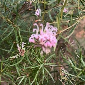 Photo of the plant species Plains Gayfeather by @DollPurei56 named Remington on Greg, the plant care app