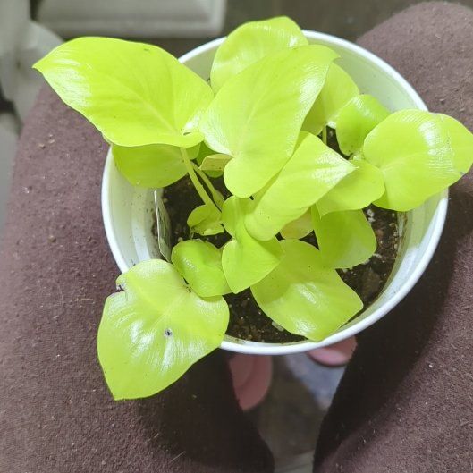Photo of the plant species Philodendron selloum 'Golden' by @IconMakura5 named Athena on Greg, the plant care app