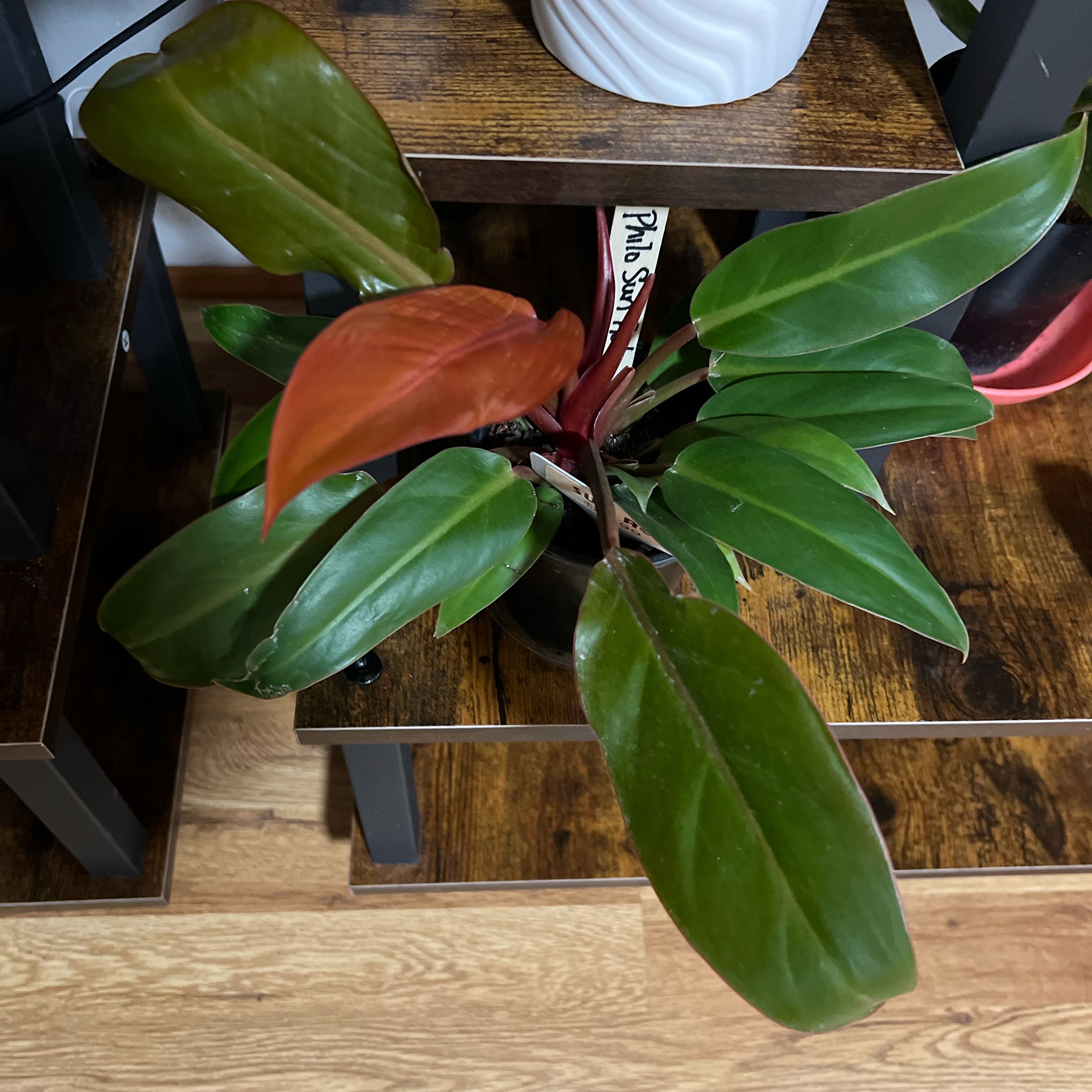 Plant care for choco empress on Greg, the plant care app
