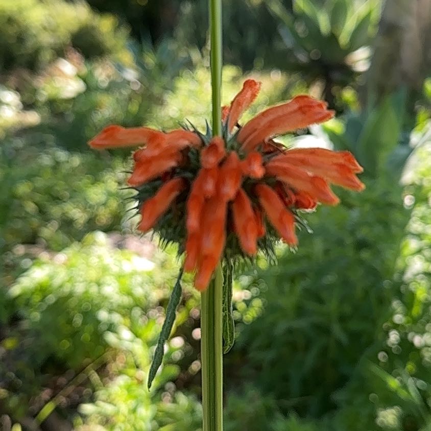 Photo of the plant species Lion's Ear by @NewBluebill83 named Hamilton on Greg, the plant care app
