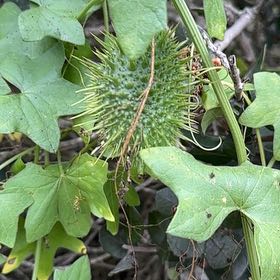 Photo of the plant species Wild Cucumber by @NewBluebill83 named Bella on Greg, the plant care app