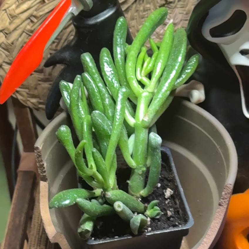 Photo of the plant species Hobbit Jade by @noobplantz named Frodo on Greg, the plant care app