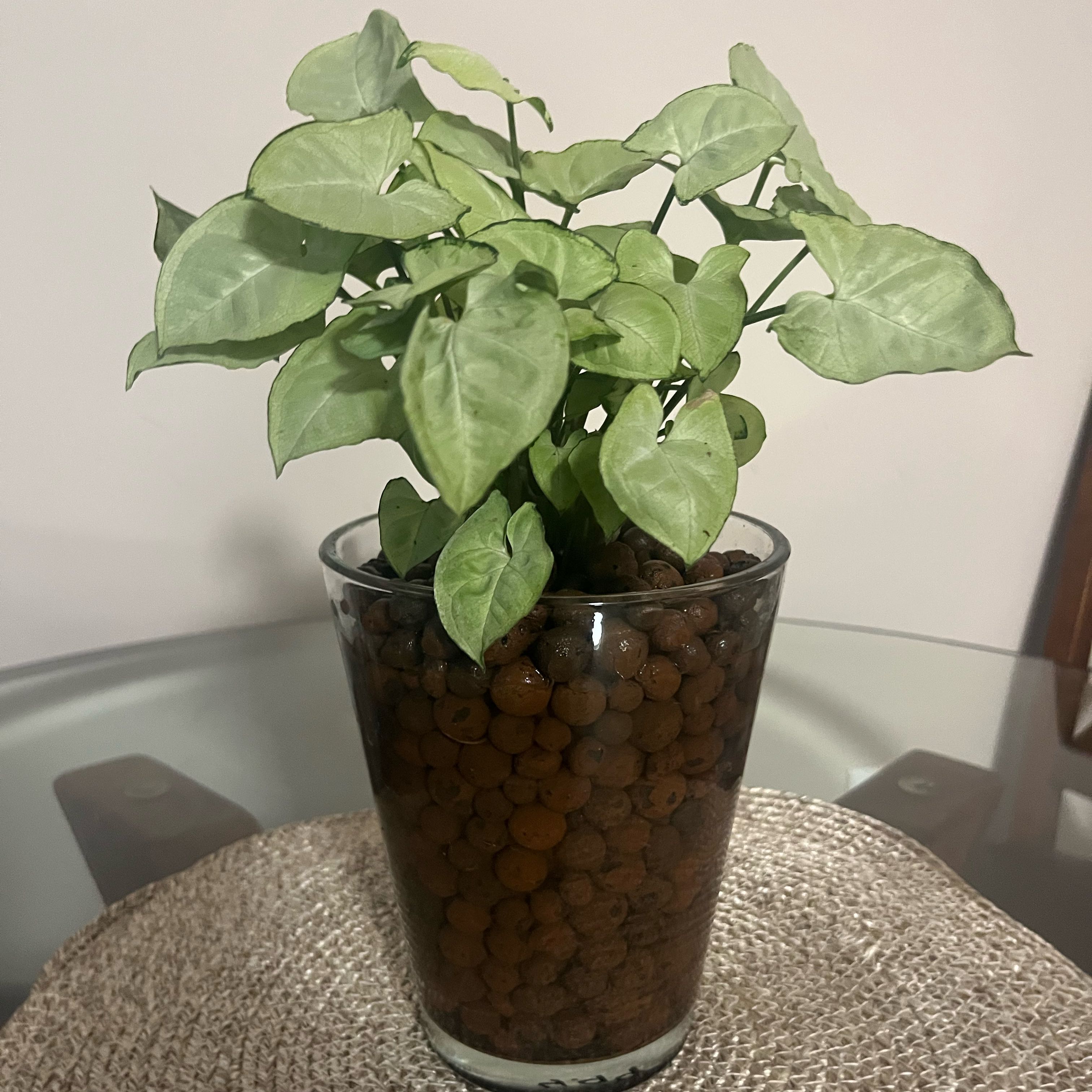 Photo of the plant species Syngonium 'Holly M' by @VipJonquil98 named Piper on Greg, the plant care app