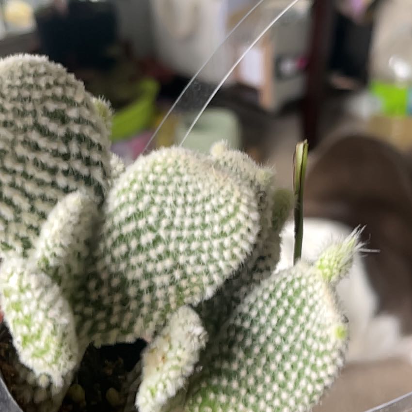 Photo of the plant species Opuntia microdasys albata by @VipJonquil98 named Marilyn on Greg, the plant care app