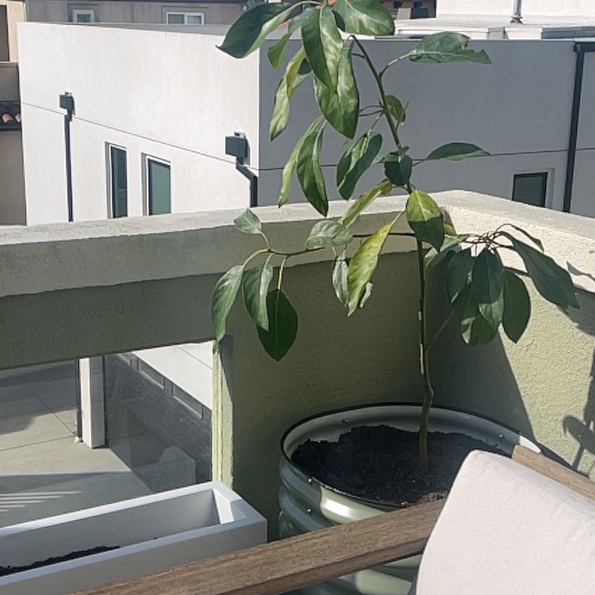 Photo of the plant species Hass Avocado by @NiceWasabi67 named Elle on Greg, the plant care app