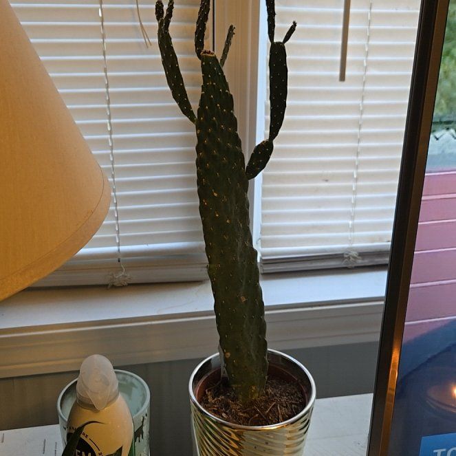 Photo of the plant species Woolyjoint Prickly Pear by @BrotherlyKoa16 named Leonardo on Greg, the plant care app