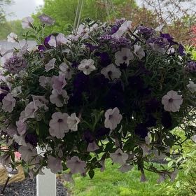 Photo of the plant species Wave Petunia by @MousePotato named Morgan Treeman on Greg, the plant care app