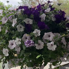 Photo of the plant species Wave Petunia by @MousePotato named Michelle Branch on Greg, the plant care app