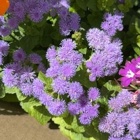 Photo of the plant species Blue Billygoat Weed by @WarrantedNoni named LiloStitch on Greg, the plant care app