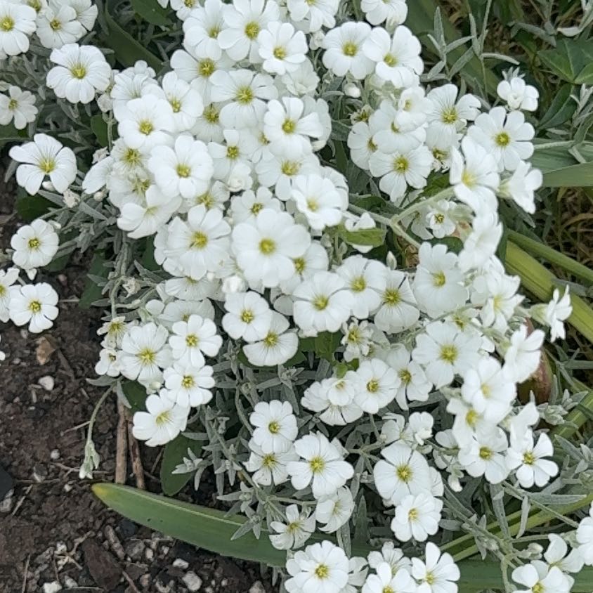 Photo of the plant species Snow-in-Summer by @WarrantedNoni named Fernie Mercury on Greg, the plant care app