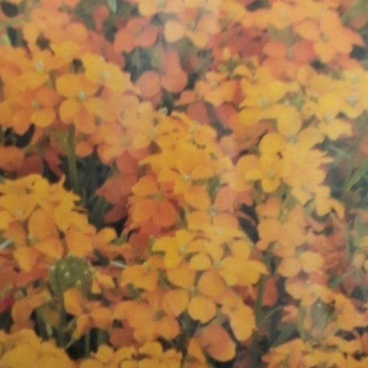Photo of the plant species Siberian Wallflower by @BonusOrchid89 named Tupot amaroot on Greg, the plant care app