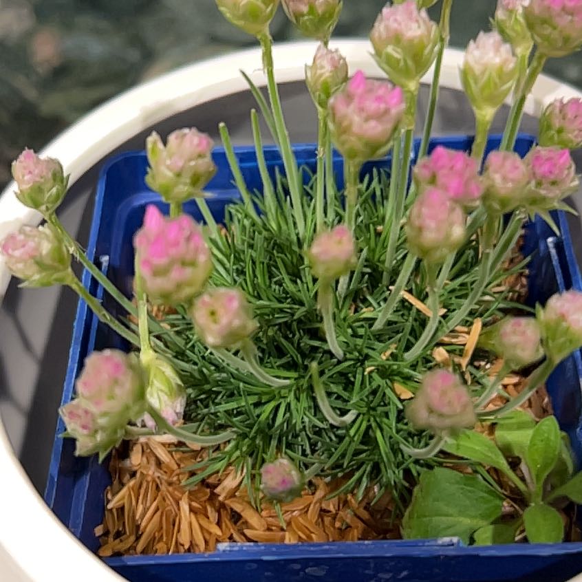 Photo of the plant species Spanish Thrift by @taylaurlynn named Polly on Greg, the plant care app