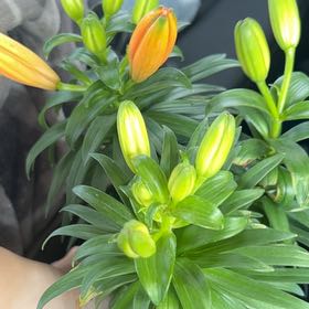 Plant care for Chocolate Lily on Greg, the plant care app