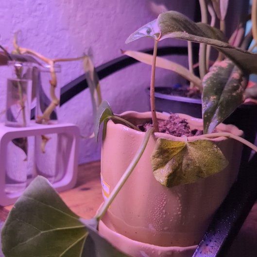 Photo of the plant species Tractor Seat Plant by @BuffBogarum94 named Sol on Greg, the plant care app