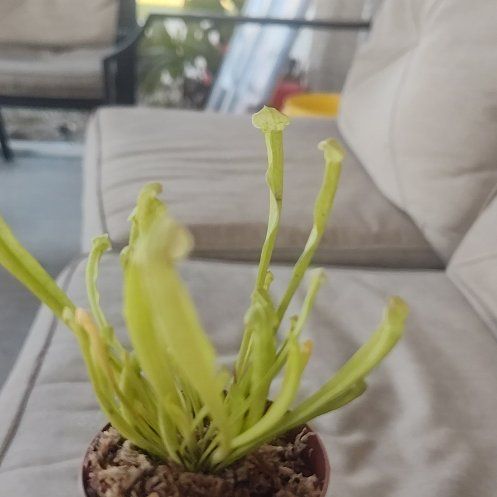 Photo of the plant species pitcher plant by @Japanesespurge named Harmony on Greg, the plant care app
