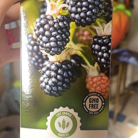 Photo of the plant species Thornless Blackberry by @FunnyLionsear80 named Bramble on Greg, the plant care app