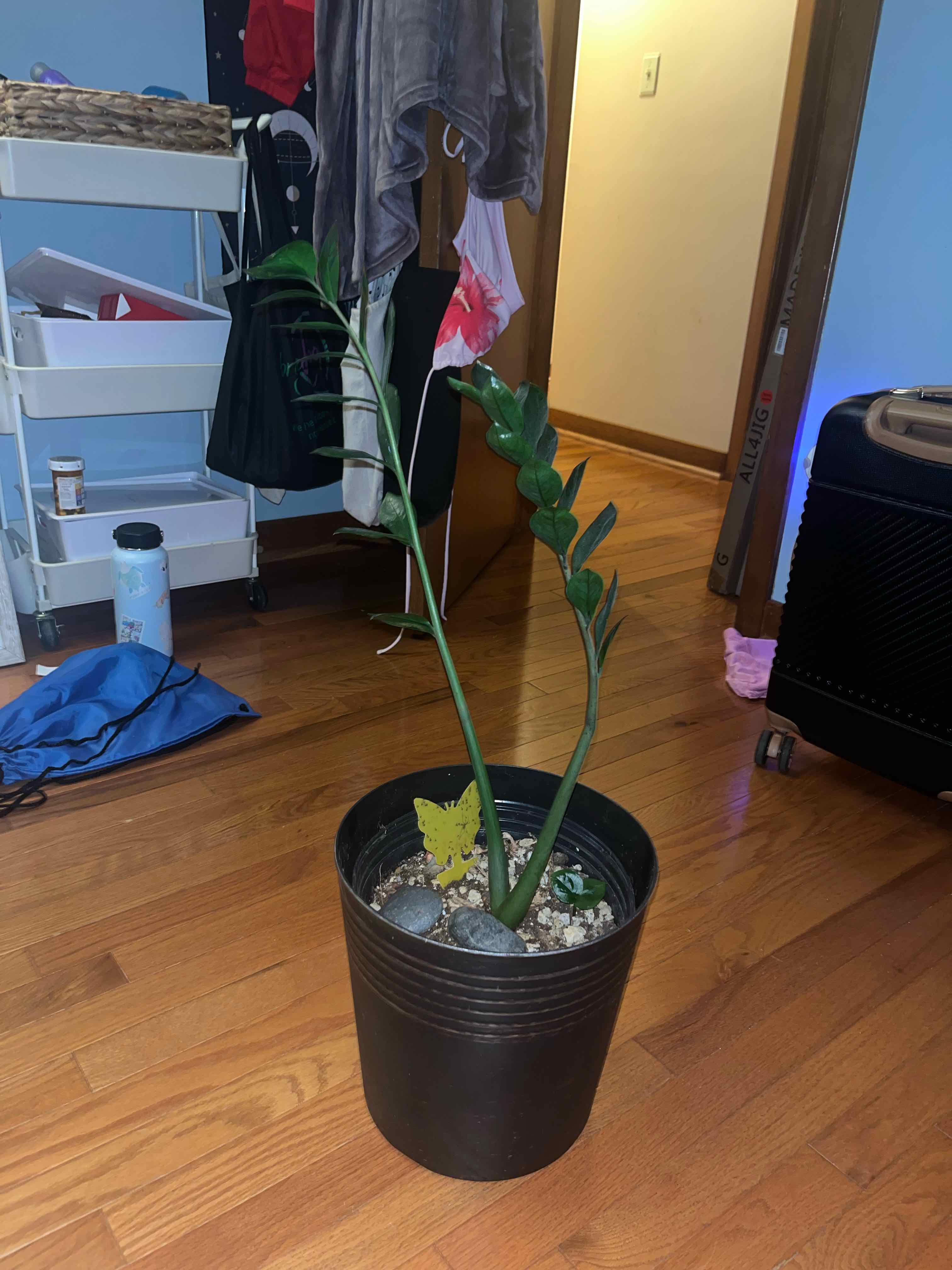 ZZ Plant plant photo by @abby named ZZ on Greg, the plant care app.