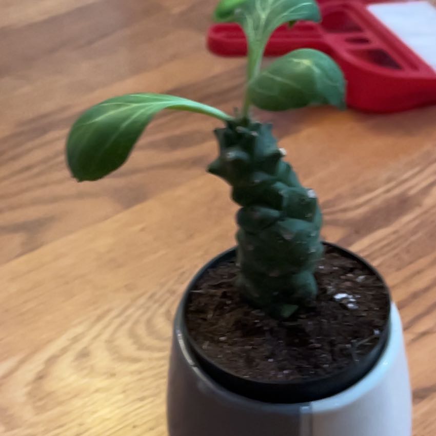 Photo of the plant species Sausage Spurge by @YesSweetbox89 named Leonardo on Greg, the plant care app