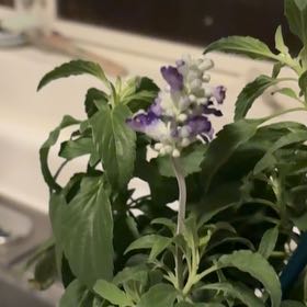 Photo of the plant species Mealycup Sage by @CosmicRedash84 named Eva on Greg, the plant care app