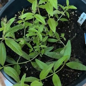Photo of the plant species lemon verbena by @UberPeyote34 named Limoncella on Greg, the plant care app