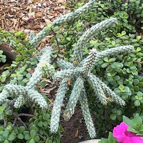 Photo of the plant species Octopus Cactus by @HotFuscia13 named Peter Parker on Greg, the plant care app
