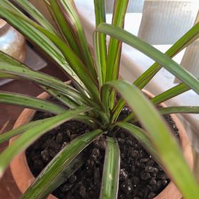 Photo of the plant species Dracaena marginata 'Bicolor' by @FastBegonia1 named Bey on Greg, the plant care app