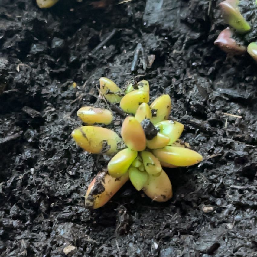 Photo of the plant species Sealettuce by @FastBegonia1 named Tupac Shaki on Greg, the plant care app