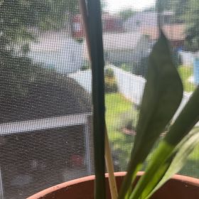 Photo of the plant species Jaboa Sansevieria by @FastBegonia1 named Madame O on Greg, the plant care app