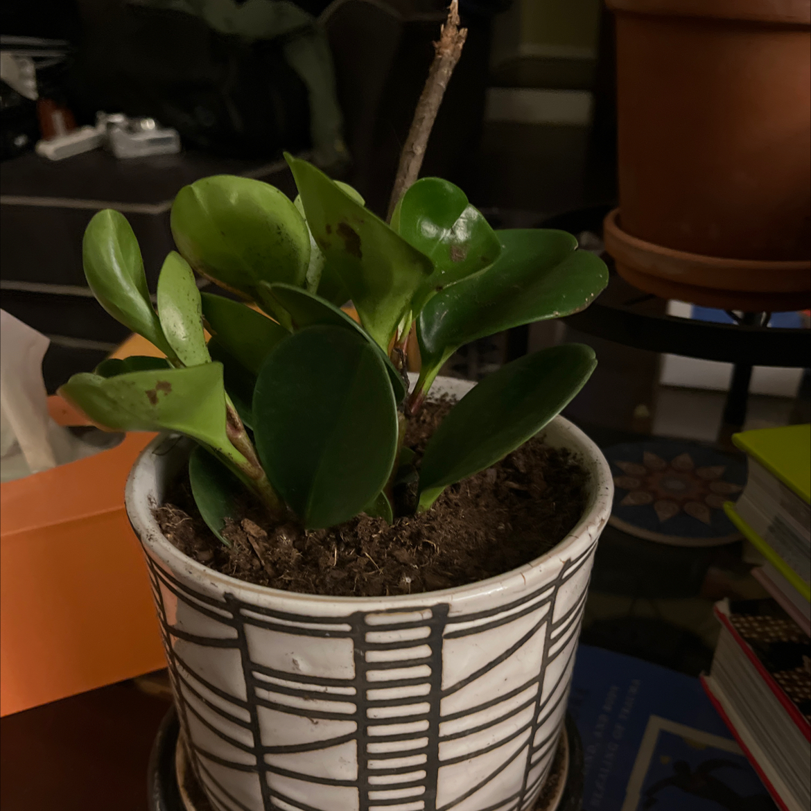 Photo of the plant species New Zealand Broadleaf by @FastBegonia1 named Niclean on Greg, the plant care app