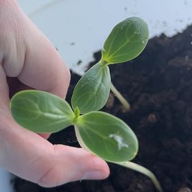 Photo of the plant species Jubilee Watermelon by @GladTaro10 named Scarlett on Greg, the plant care app