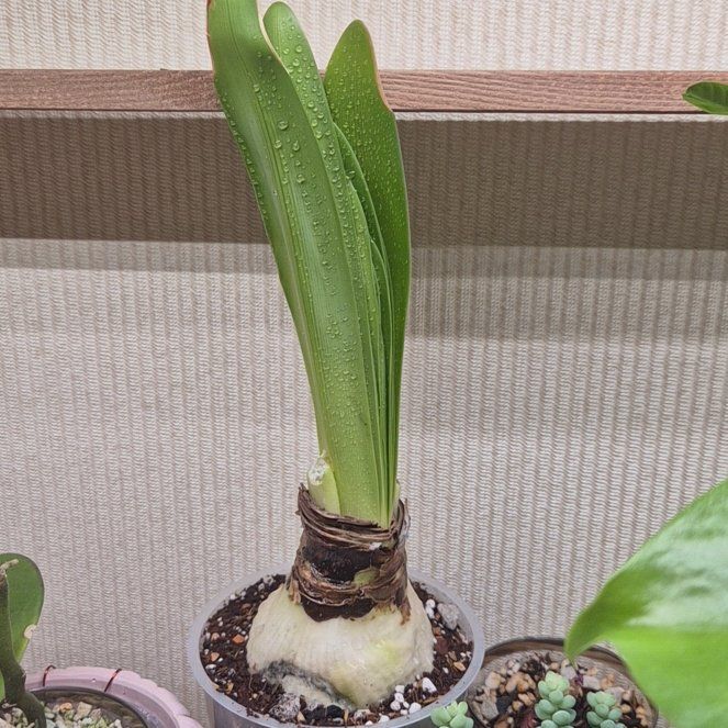 Photo of the plant species Hippeastrum 'Red Lion' by @UprightLuscious named Elle on Greg, the plant care app