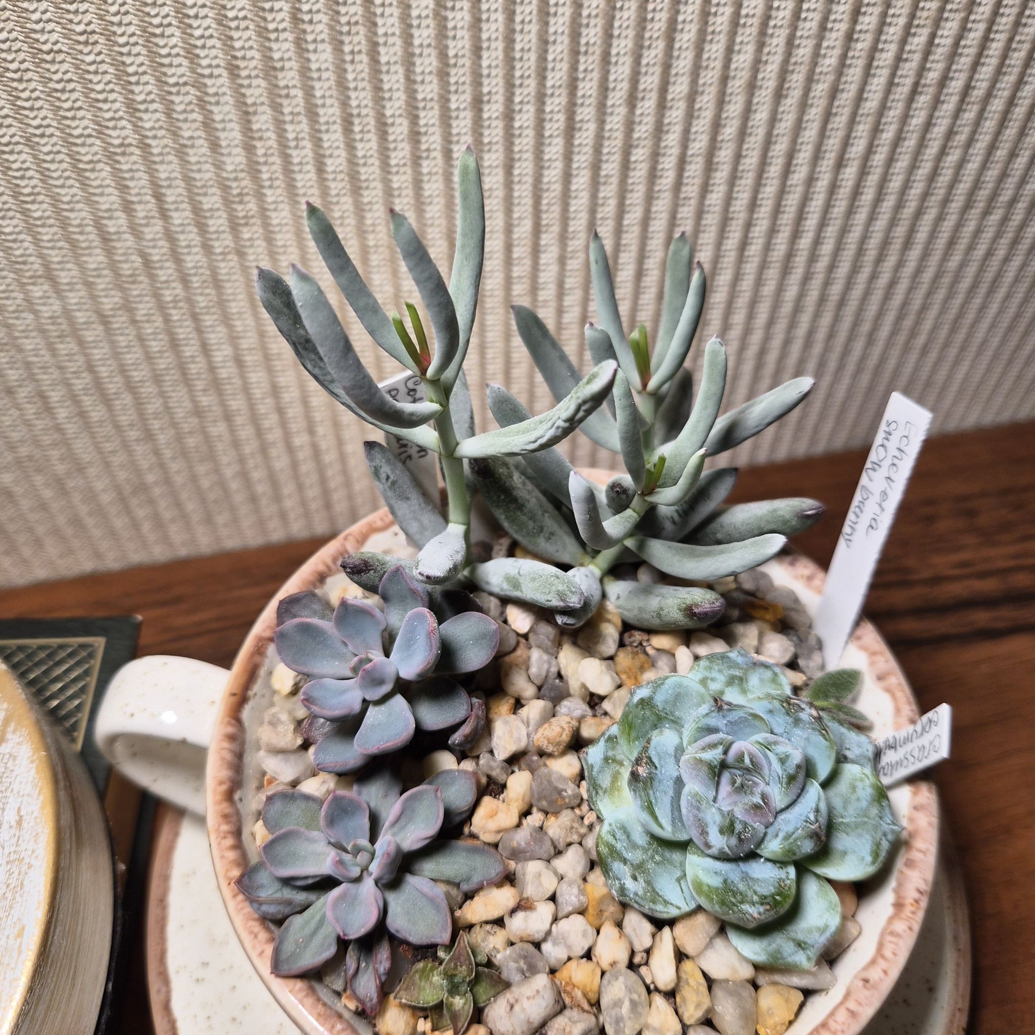 Photo of the plant species Graptoveria 'Debbie' by @UprightLuscious named Dzen garden on Greg, the plant care app