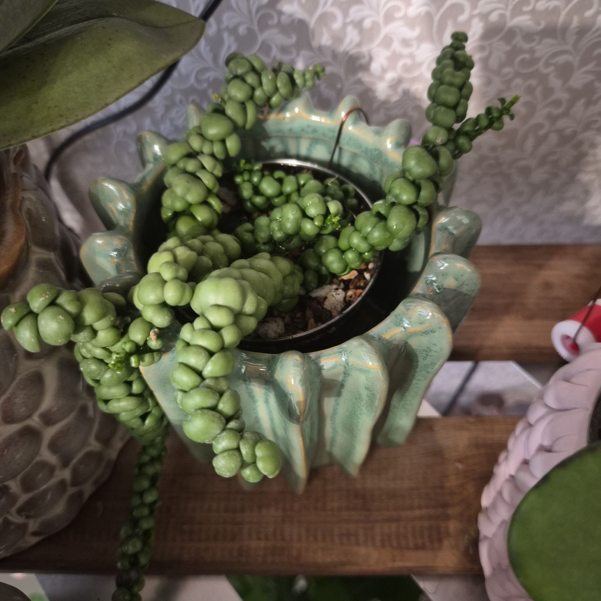 Photo of the plant species Dragon Jade Dischidia by @UprightLuscious named Turtles on Greg, the plant care app