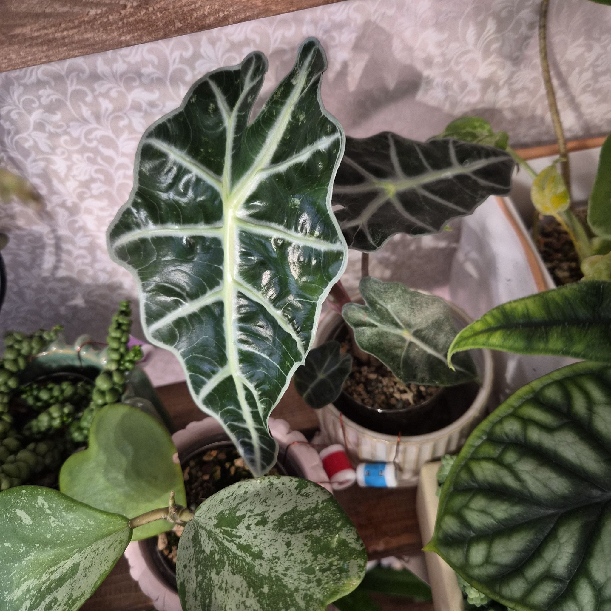 Photo of the plant species Alocasia Polly Pink Variegated by @UprightLuscious named Mochi on Greg, the plant care app